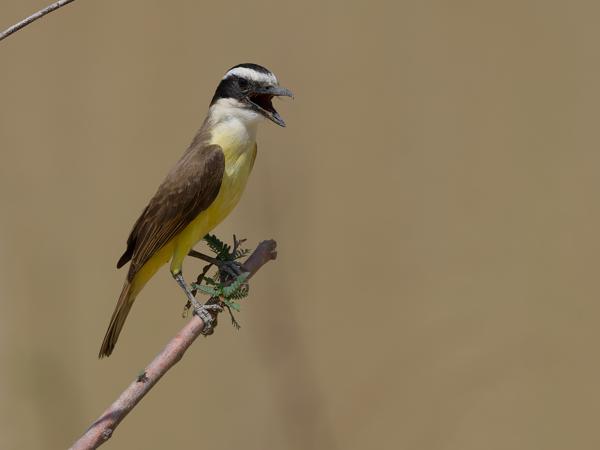 Grote kiskadie (Pitangus sulphuratus)
